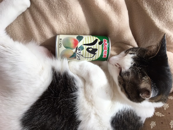 南海果工の梅ジュース「うめドリンク」が人気？楽天市場でも売り切れ！原因は御坊市の返礼品？